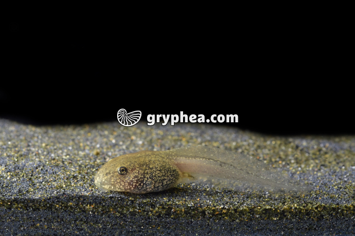 Grenouille rousse - Tétard - stade apode (Rana temporaria) - gryphea.com